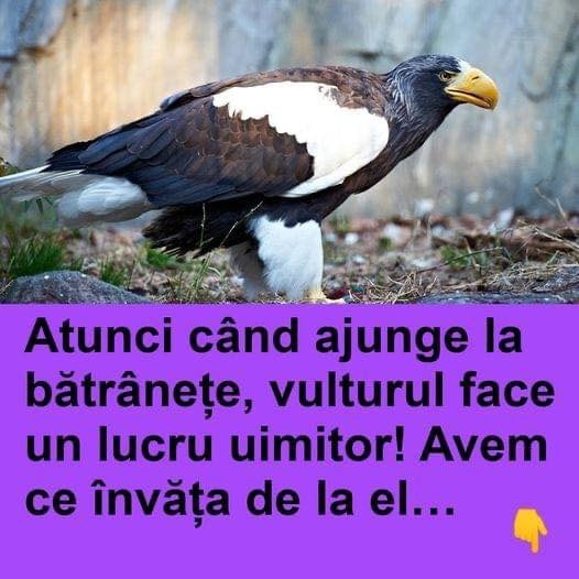 Atunci când ajunge la bătrânețe, vulturul face un lucru uimitor! Avem ce învăța de la el…