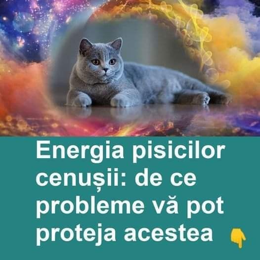 Energiile pisicilor cenușii. Iată de ce probleme vă pot proteja