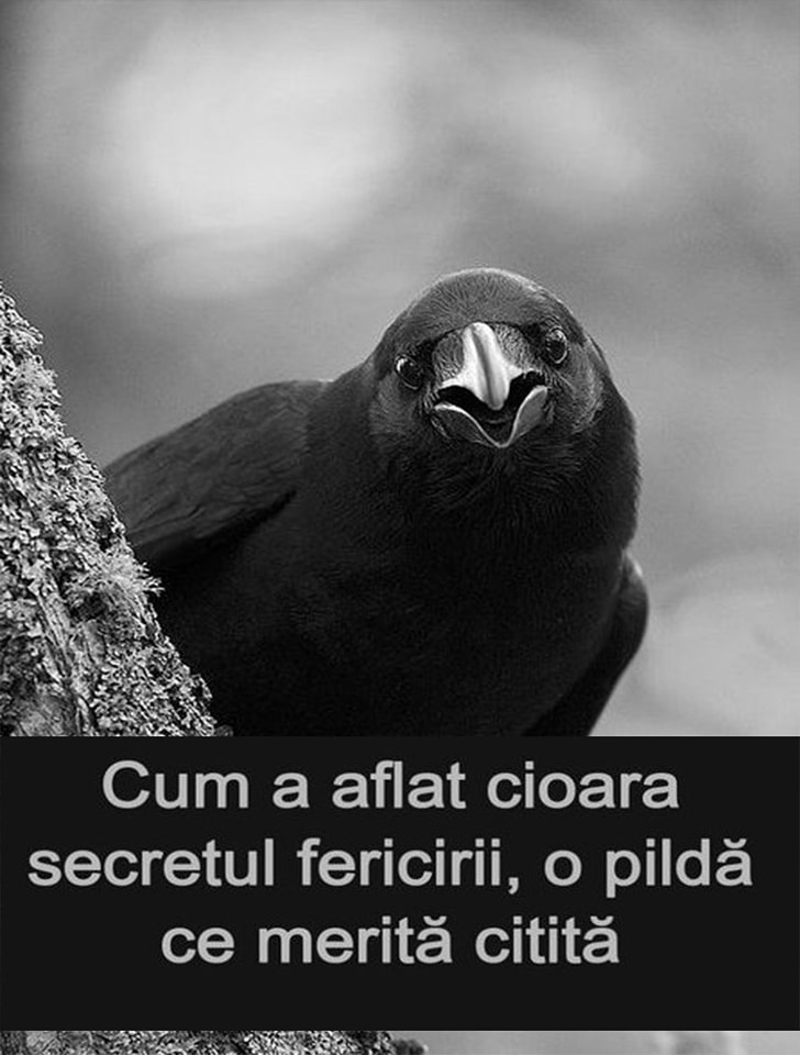 Cum a aflat cioara secretul fericirii! O pilda care iti poate schimba viata!