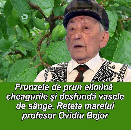 Regretatul Profesor Ovidiu Bojor recomanda un remediu din frunze de prun proaspete pentru cei care sufere de tromboflebita si ateroscleroza. Frunzele de prun elimina cheagurile si desfunda vasele de sange.