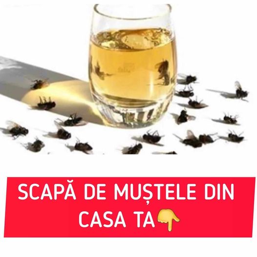 ACTUALITATE Trucul Care Ține Muștele La Distanță. Se Prepară Ușor Și Te Scapă Imediat De Ele Din Casă