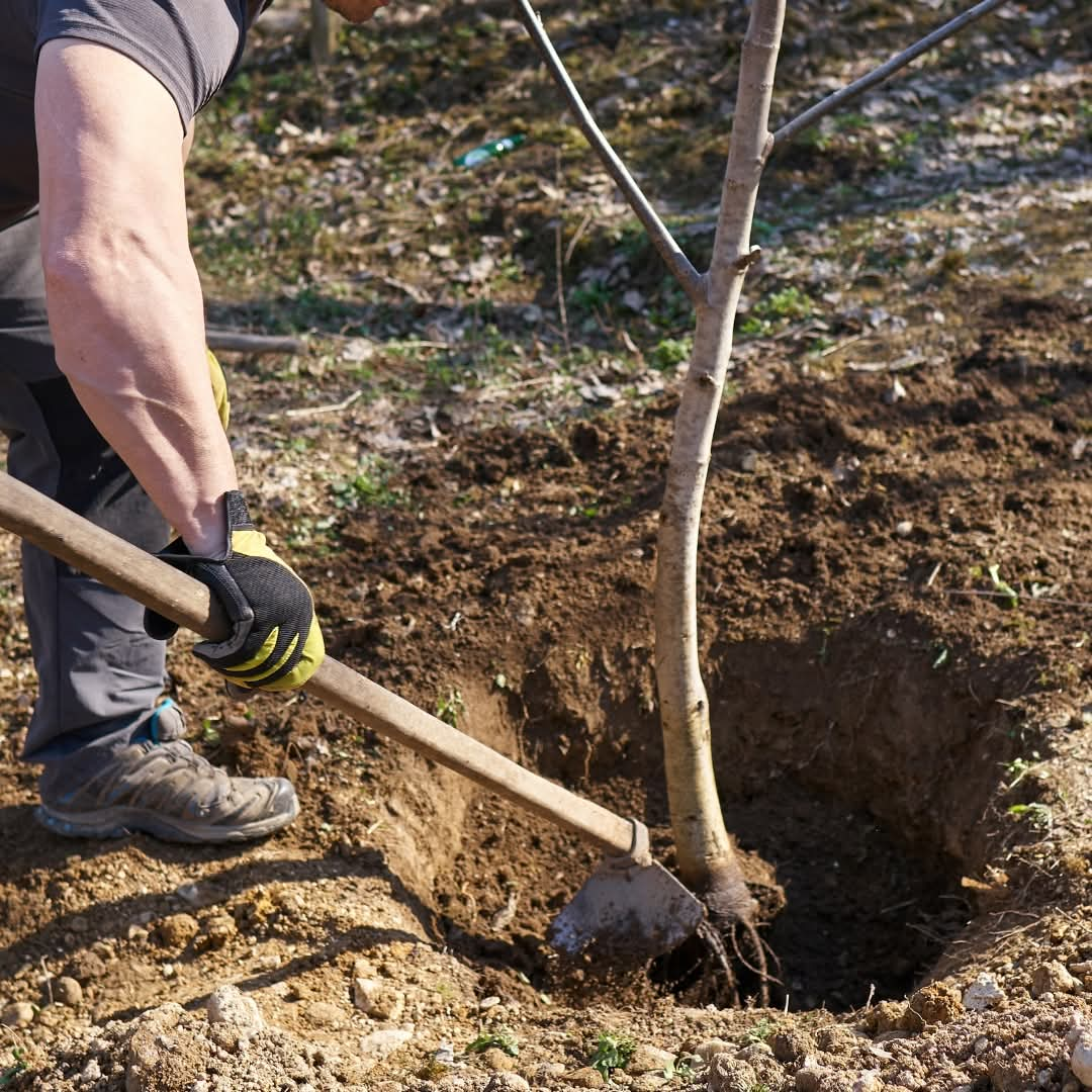 În ce zile din februarie e bine să plantezi pomi fructiferi. Ține cont de Calendarul Lunar