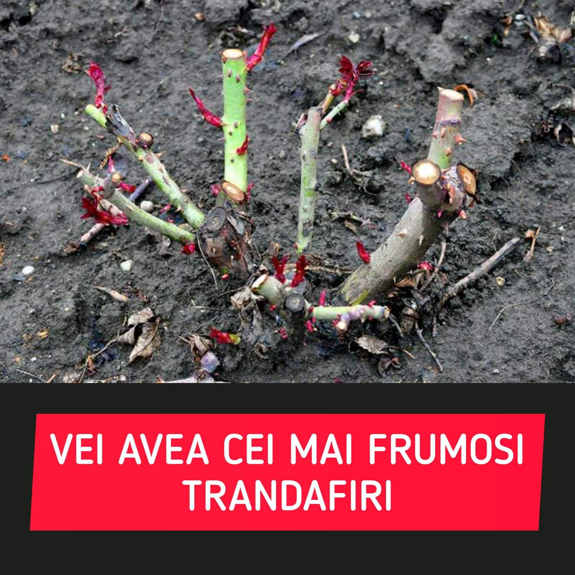 Reguli esentiale pentru curatarea trandafirilor – Respectă aceste sfaturi și vei avea cei mai frumosi trandafiri