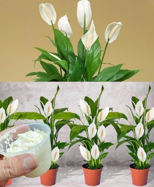 Cum să folosești bicarbonatul pentru a favoriza înflorirea plantelor tale.