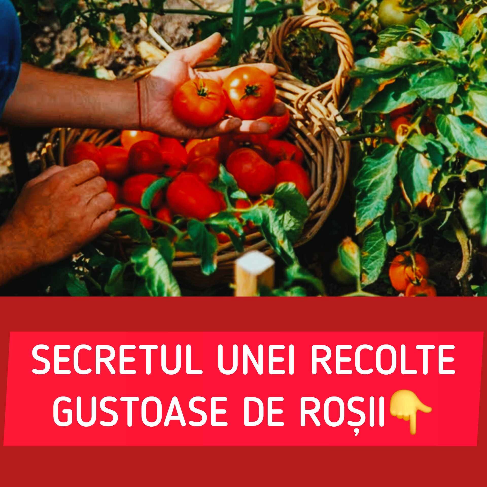 Secretul unei recolte bogate și gustoase de roșii. Cât soare au, de fapt, nevoie