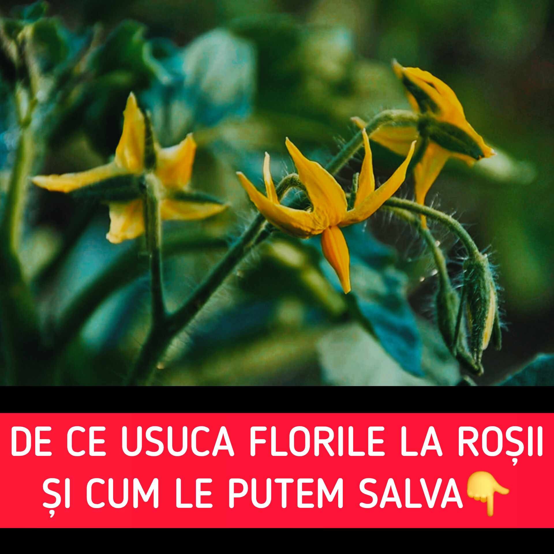 Florile roșiilor se usucă? Iată ce semnalează plantele tale și cum le poți ajuta