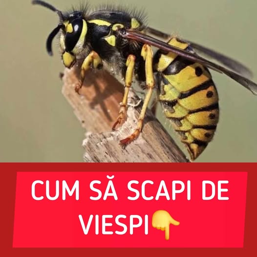Cum să ții viespile la distanță și de ce prezența lor nu este întotdeauna o problemă