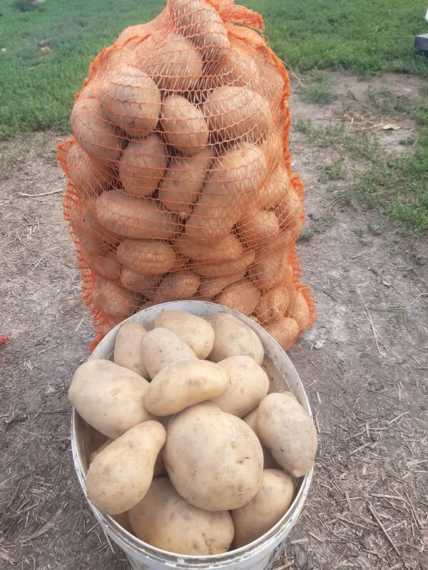 A cumpărat un sac de cartofi de la piata, dar cand a ajuns acasa si a vazut ce era in el, a inceput sa urle la nevasta si la copii: