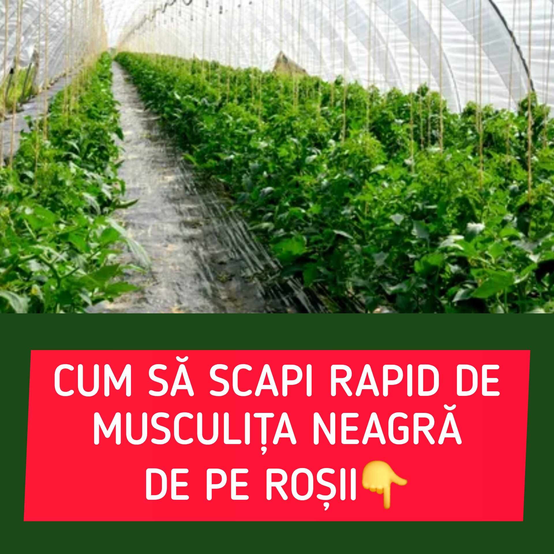 Inamicul invizibil al roșiilor: cum scapi natural de musculița neagră