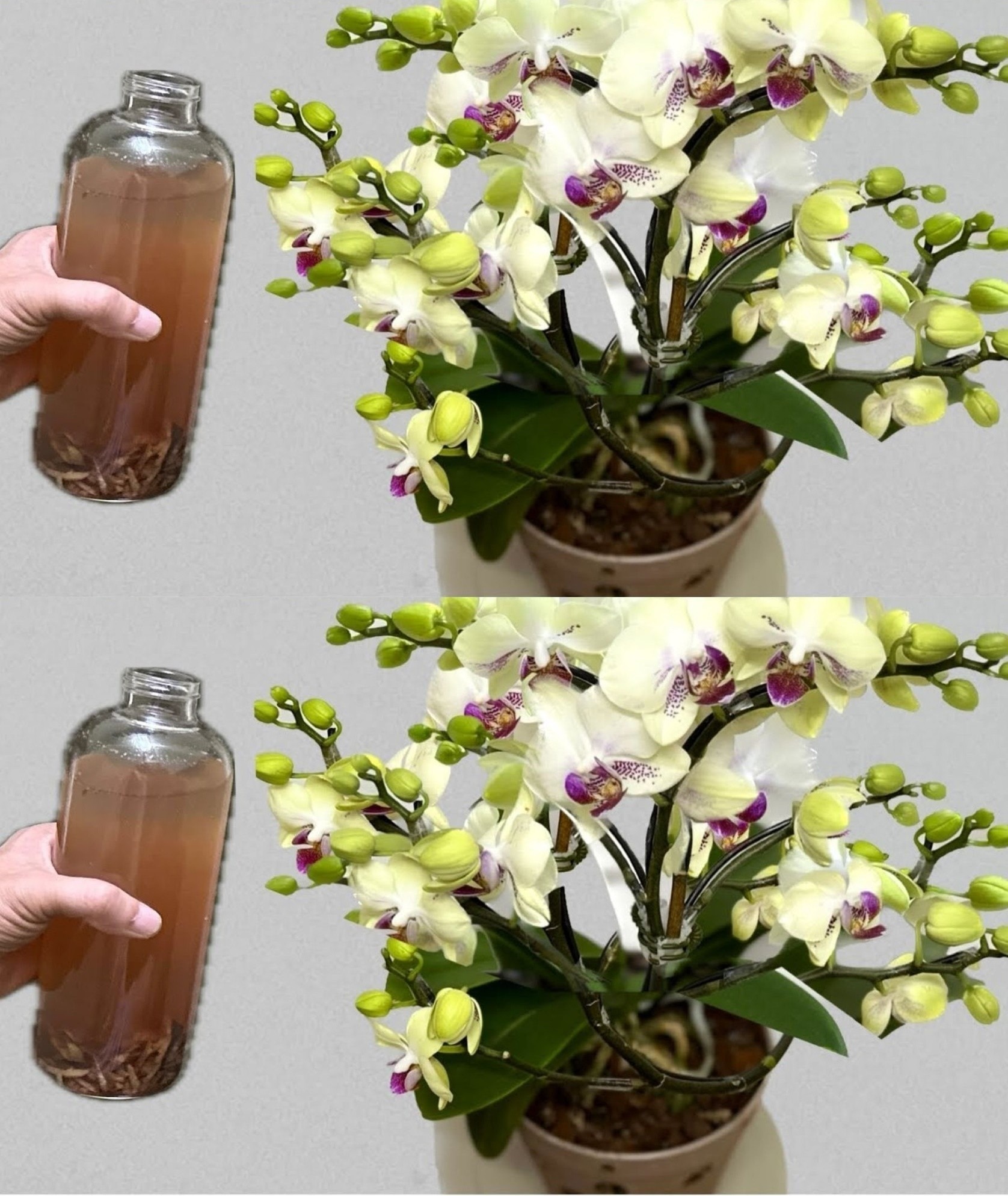 Truc natural pentru orhidee sănătoase și înfloritoare: soluția care face minuni!