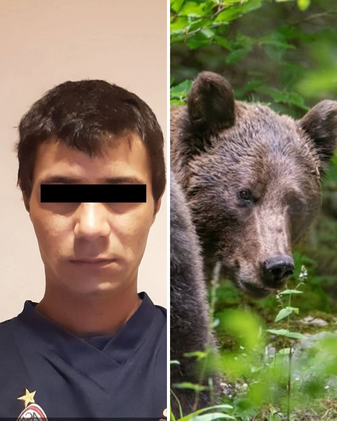 Bărbatul atacat de urs se întorcea de la muncă atunci când…